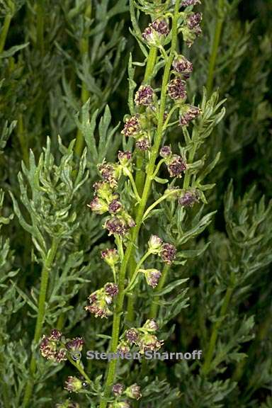 Artemisia michauxiana 1 graphic